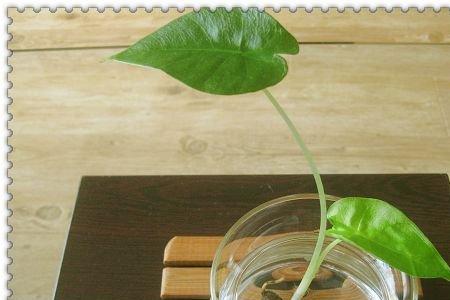 请教:滴水观音不发根须怎么办