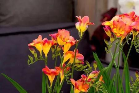 没有叶子的花叫什么
