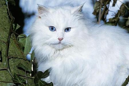 十大最干净最好养聪明的猫