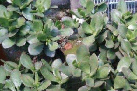 玉树换盆后立马浇水了怎么办