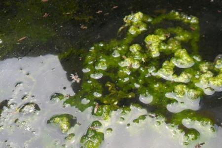 池塘塘底有青苔有鱼吗