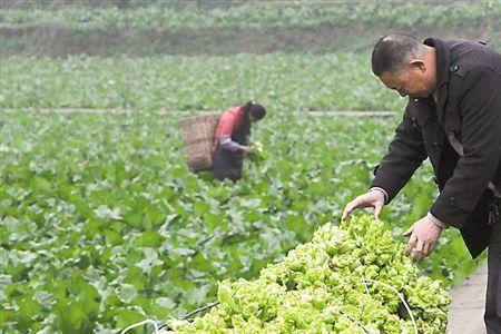 湖南什么时候种儿菜好
