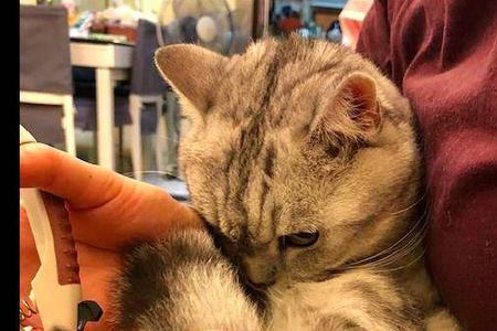 猫太凶不让剪指甲咋办