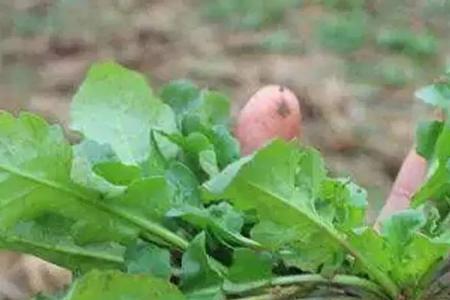 荠荠菜的红叶子是坏的吗