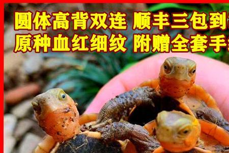 黄缘跟小青混养会互咬吗