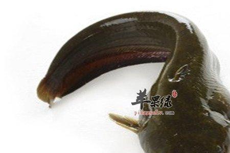胡子鲢鱼吃什么长大