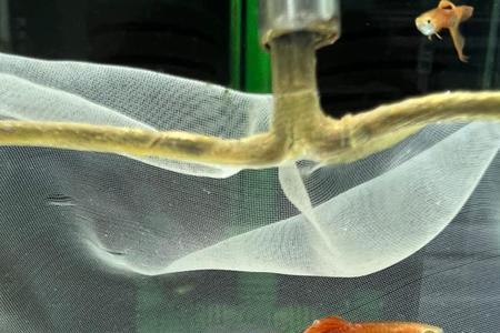 孔雀鱼吃褐藻么
