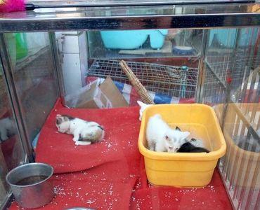大连中山公园宠物市场几点关门