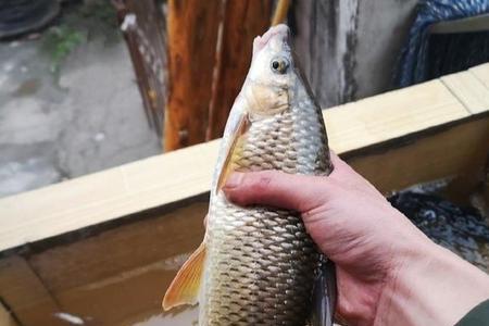 冷水细鳞鱼用什么鱼饵钓