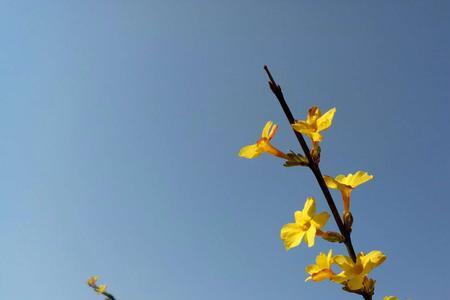 怪杀芳心春意乱的意思