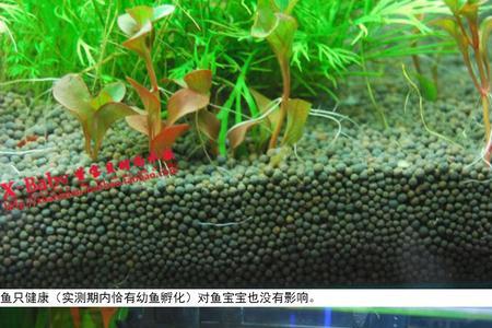 种植水草的底砂技巧
