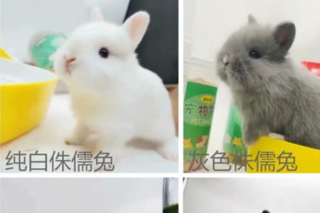 凤眼西施兔长大多少斤