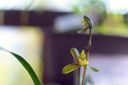农村栽花树四句话