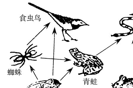 食物链最短几个营养级