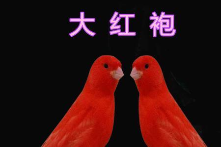 雪花红玉鸟和辣椒红玉鸟哪个好