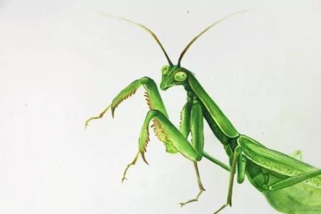 螳螂的像刀一样的前爪叫什么