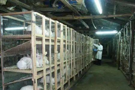 以前的养兔场现在可以养鸡吗