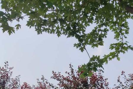 紫叶李每亩栽植多少棵