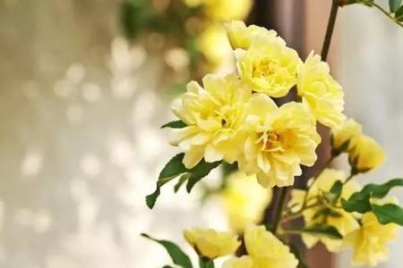 黄木香花秋季黄叶不长