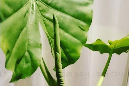 观音锥植物