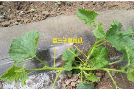 南瓜授粉成功后坐不住果怎么办