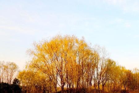 灞柳的意思