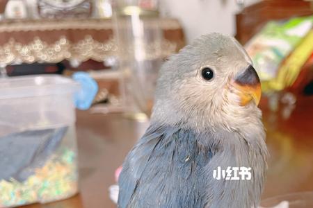 鹦鹉黄牡丹容易养吗