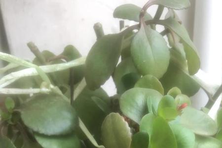 花打顶最有效的方法