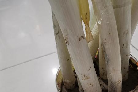 冬天储存大葱让雨浇了会烂吗