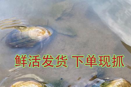 鱼缸里最多放多少河蚌