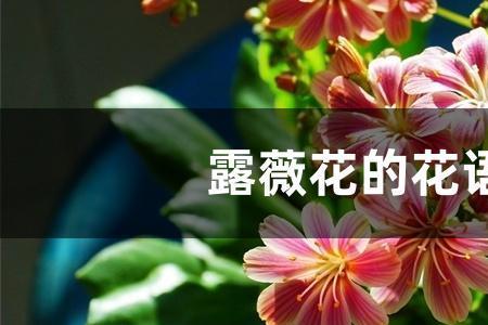 露薇花有几种颜色