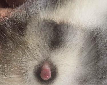三个月的公猫有繁殖能力吗