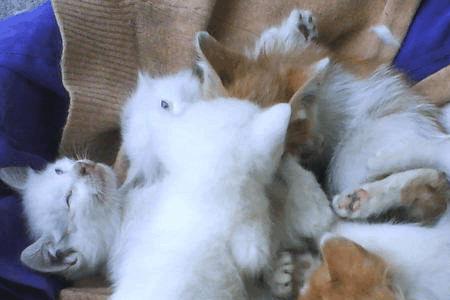 猫下崽子自己会喂养吗