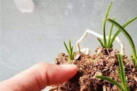 建兰花可以用沙子种植吗