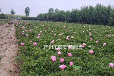 为什么芍药只长30公分