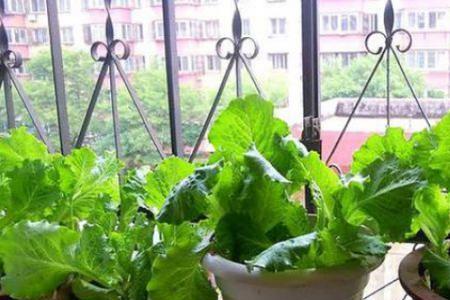 空气种菜的优缺点