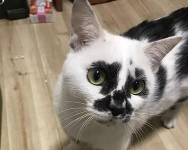 带黑眼圈的猫是什么品种