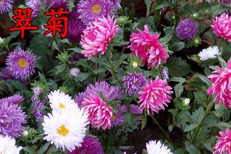 七月菊花种植技术