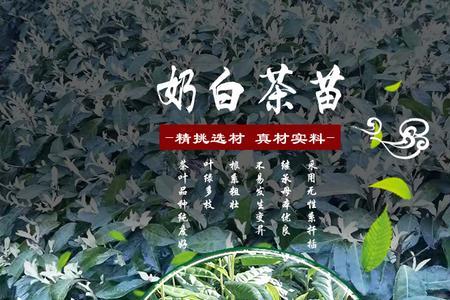黄泥地适合栽茶苗吗