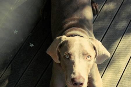 威玛猎犬掉毛吗