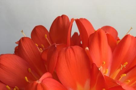 君子兰开花最红的是什么品种