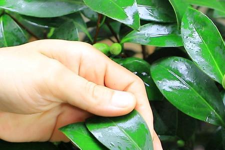 茶花多久用一次多菌灵