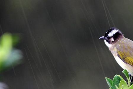 知雨鸟最大的本领是什么