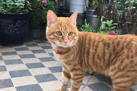 猫养了一年多了是几岁