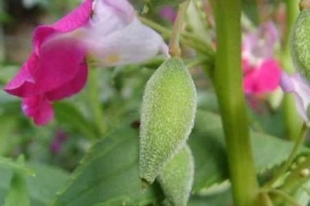 凤仙花果实的特点