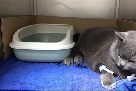 猫咪在快死的时候为什么会尿
