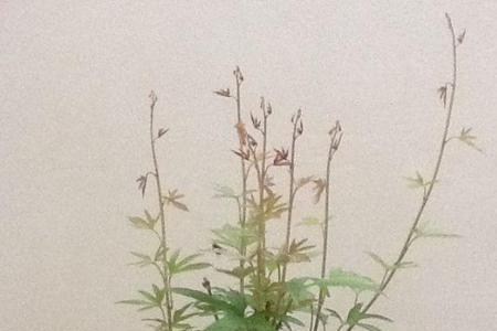 水对植物根的分布有影响吗