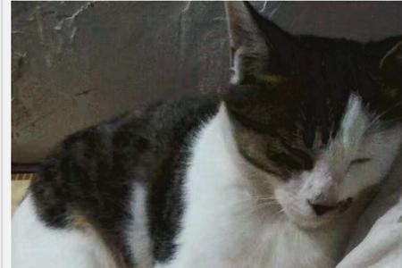 猫死后七天会去哪