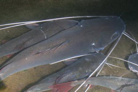 黄金胡子吃死鱼吗