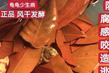 龙眼叶腐烂是啥样子